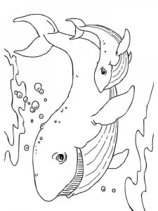 Whale coloring page - picture 36