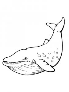 Whale coloring page - picture 6