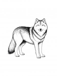 Wolf Coloring Pages 51
