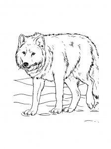 Wolf Coloring Pages 56