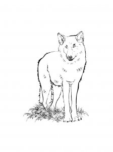 Wolf Coloring Pages 57