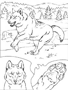 Wolf Coloring Pages 62