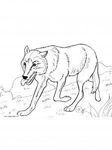Wolf Coloring Pages 63