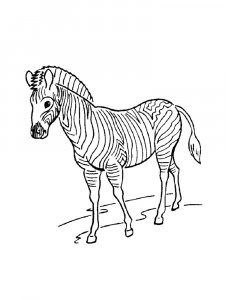 Zebra Coloring Pages 48