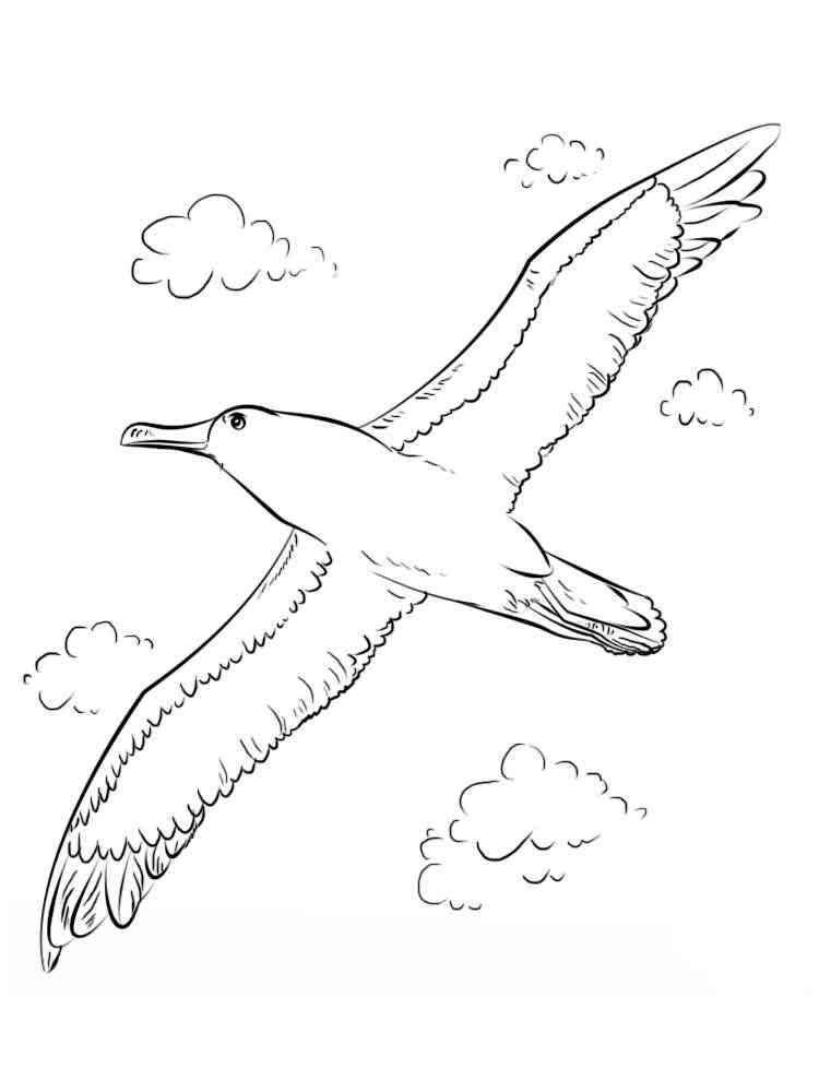 Albatross Pages Coloring Pages