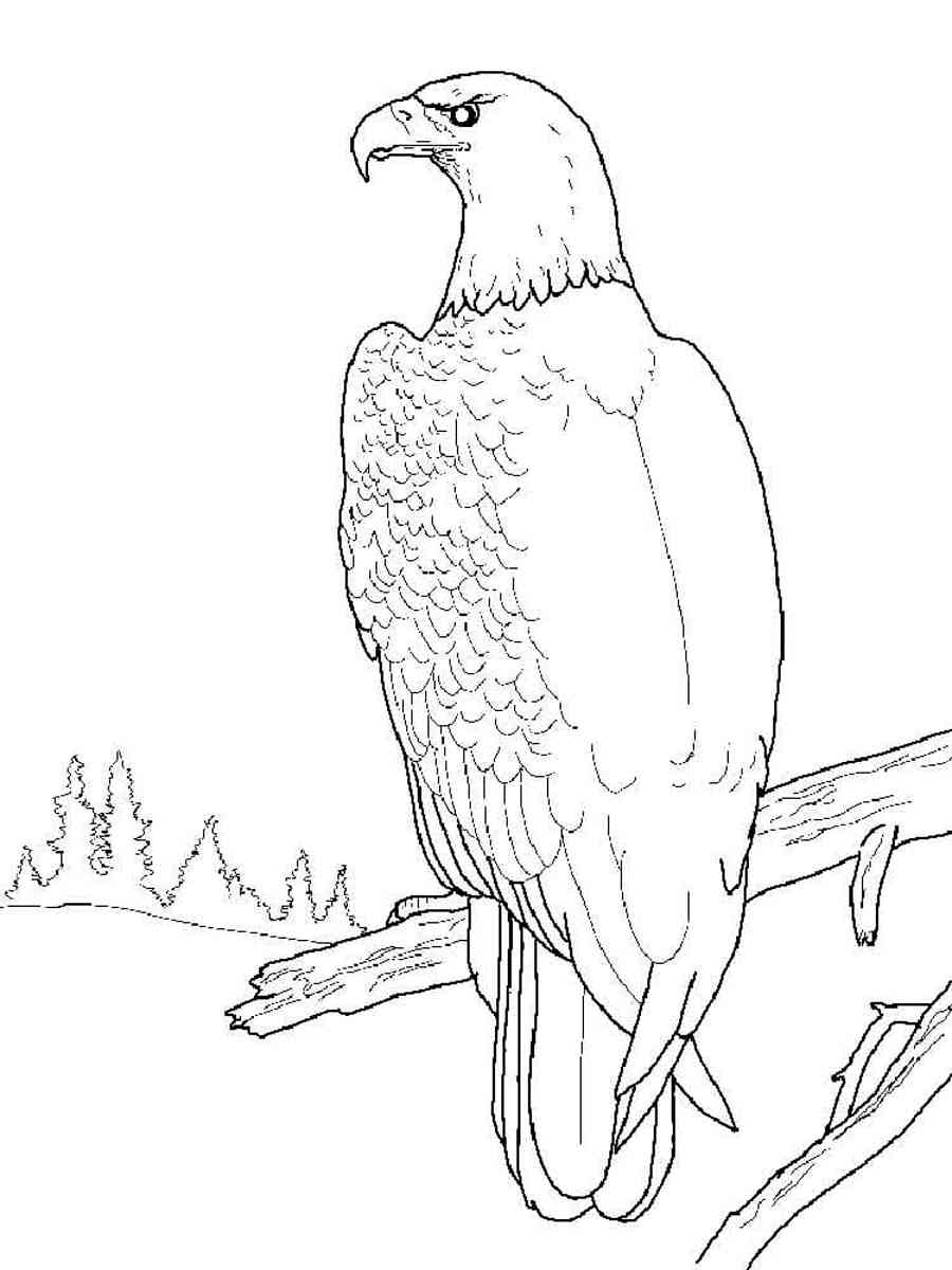 harpy eagle coloring pages