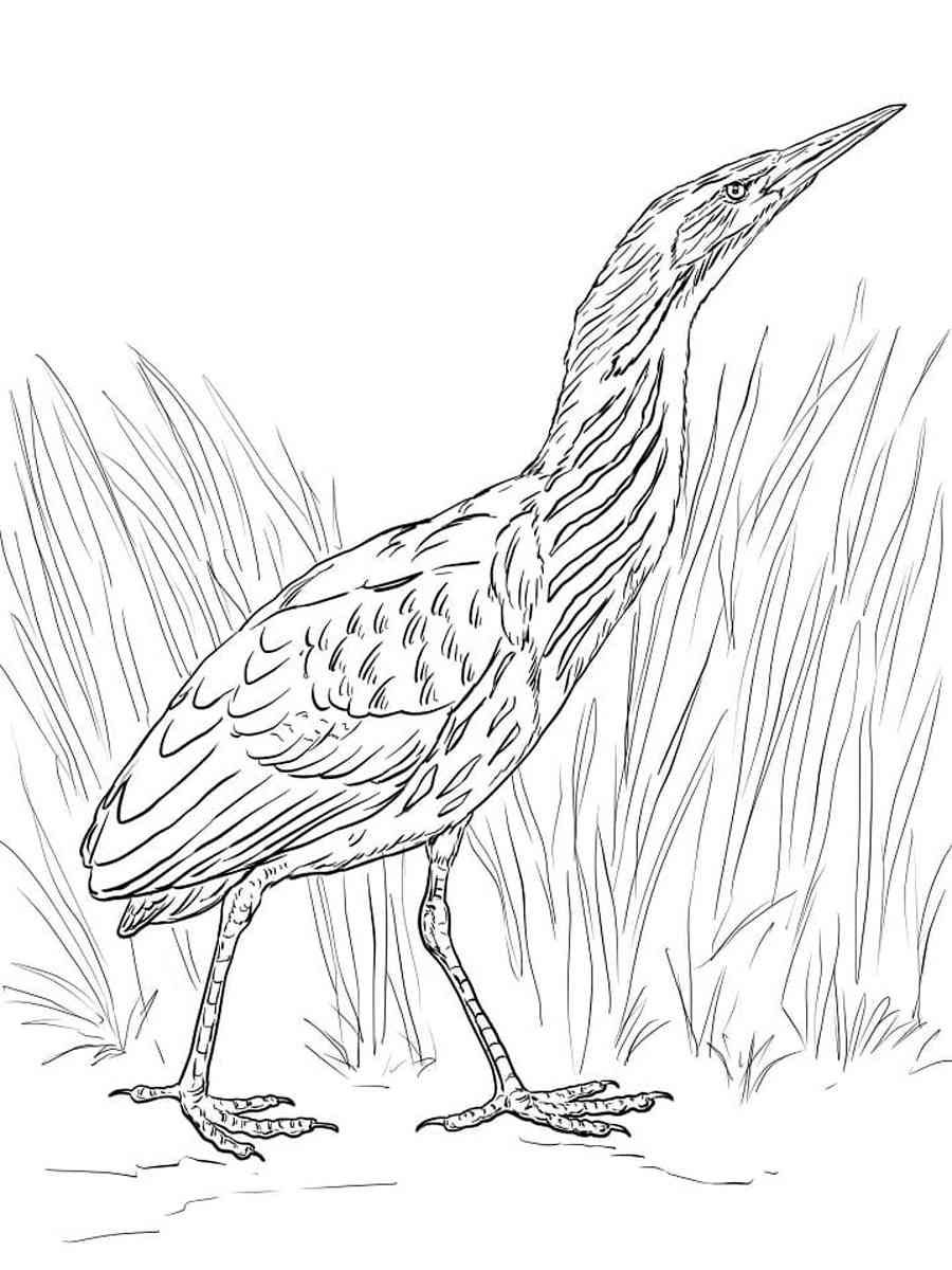 Bittern coloring pages - Free Printable