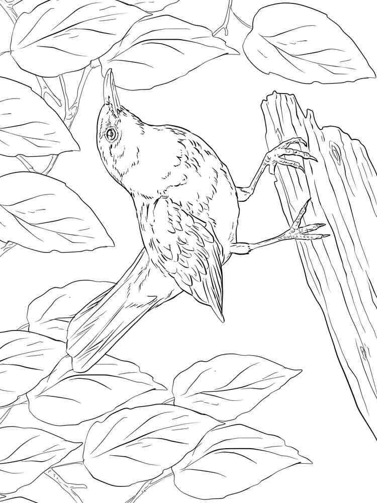 Download 256+ Birds Blackbird Coloring Pages PNG PDF File