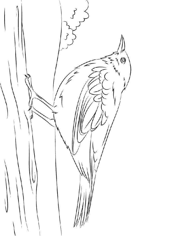 Blackbird coloring pages. Download and print Blackbird coloring pages