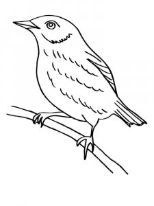 Blackbird coloring page - picture 1