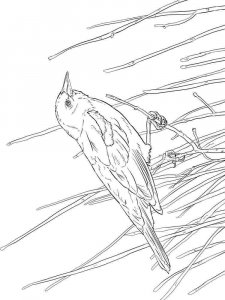 Blackbird coloring page - picture 10