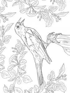 Blackbird coloring page - picture 11