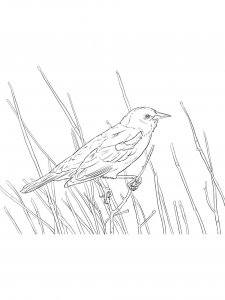 Blackbird Birds Coloring Pages 13