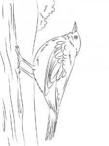 Blackbird coloring page - picture 6