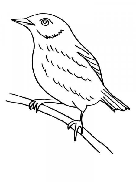 Blackbird coloring pages