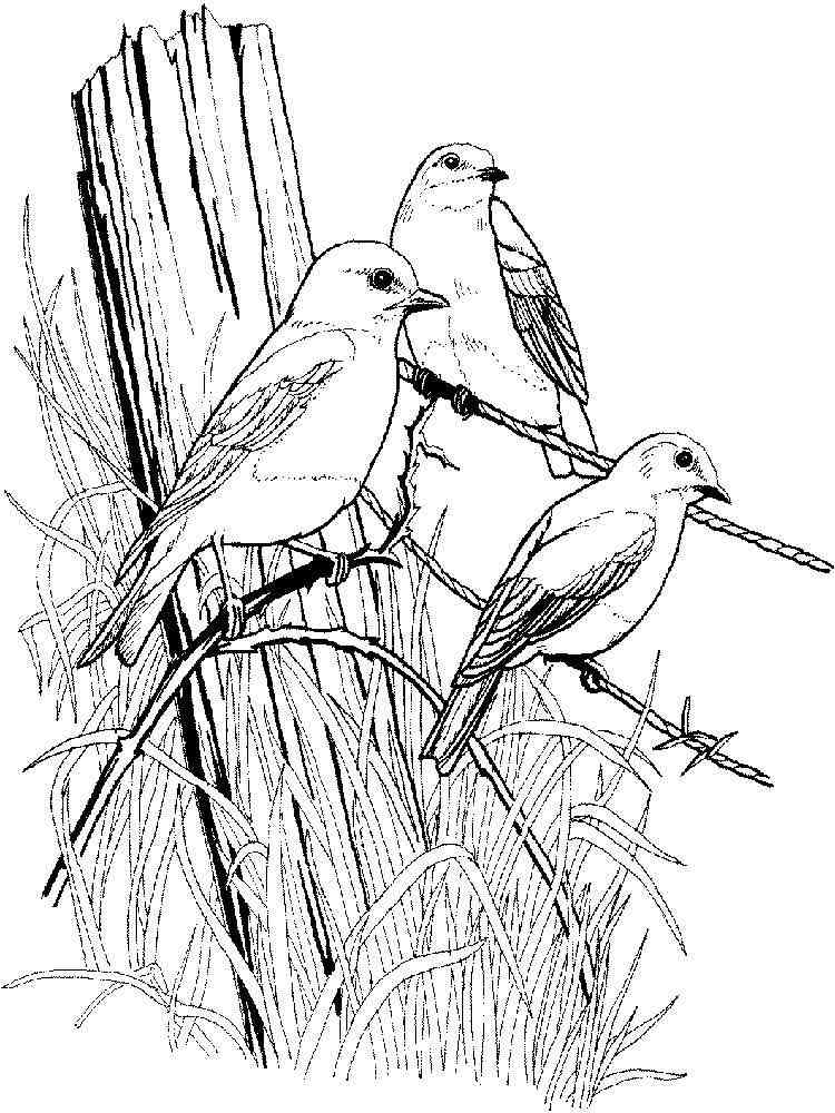 Download Bluebird coloring pages. Download and print Bluebird ...