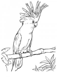 Cockatoos coloring page - picture 1