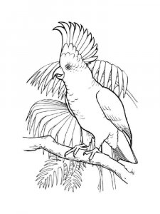 Cockatoos coloring page - picture 11