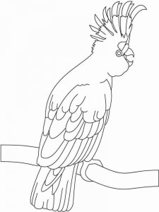 Cockatoos coloring page - picture 2