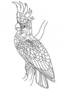 Cockatoos coloring page - picture 5