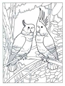 Cockatoos coloring page - picture 6