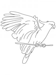 Cockatoos coloring page - picture 7