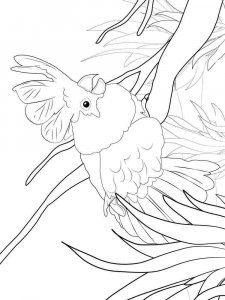 Cockatoos coloring page - picture 8