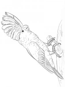 Cockatoos coloring page - picture 9
