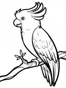 Cockatoos coloring page - picture 13