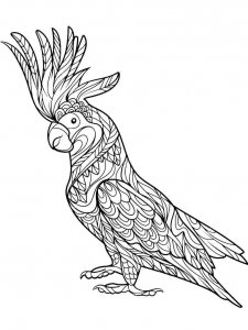Cockatoos coloring page - picture 14
