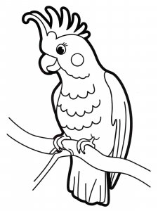 Cockatoos coloring page - picture 16