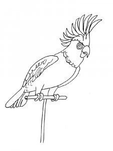 Cockatoos coloring page - picture 18