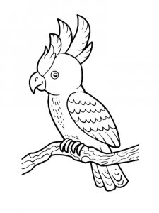 Cockatoos coloring page - picture 19