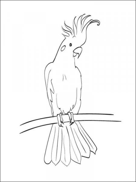 Cockatoo coloring pages