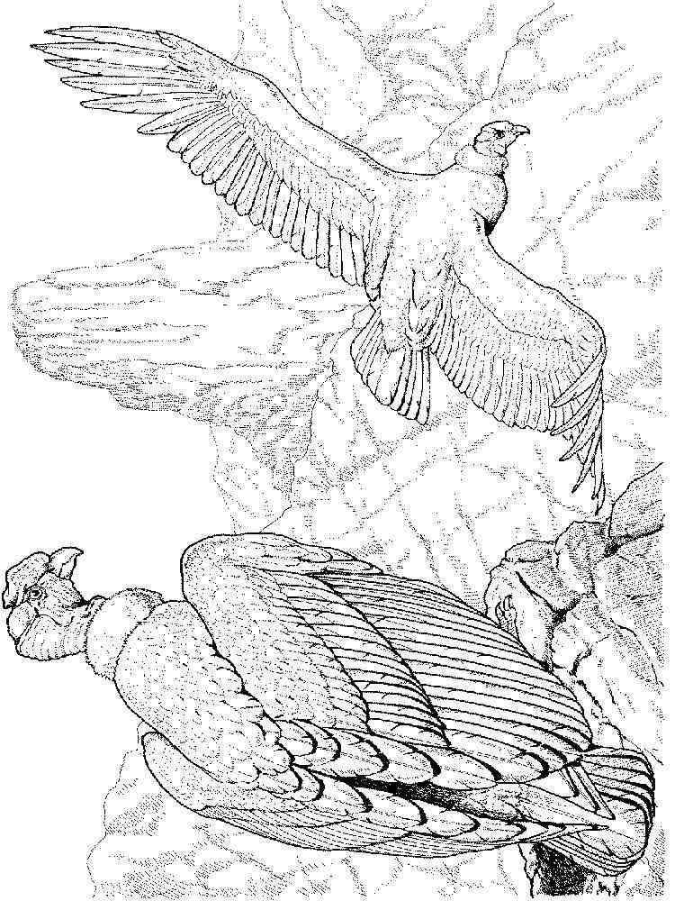 Free printable Condor coloring pages.