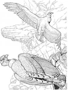Condors coloring page - picture 10