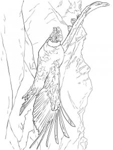 Condors coloring page - picture 8
