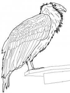 Condors coloring page - picture 9