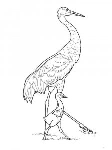 Crane bird coloring page - picture 10