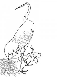 Crane bird coloring page - picture 7