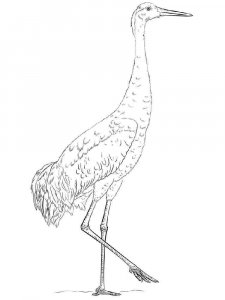 Crane bird coloring page - picture 8