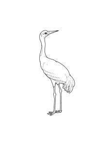 Coloring Pages Cranes 20