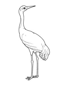 Crane bird coloring page - picture 20