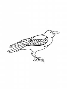 Coloring Pages Crows 20