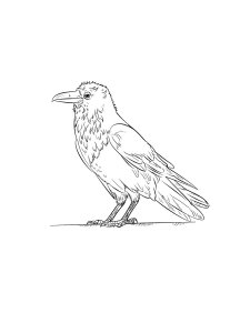 Coloring Pages Crows 22