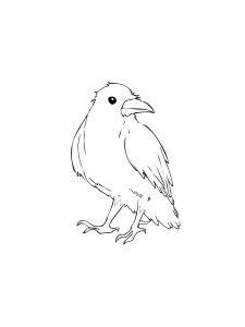 Coloring Pages Crows 24