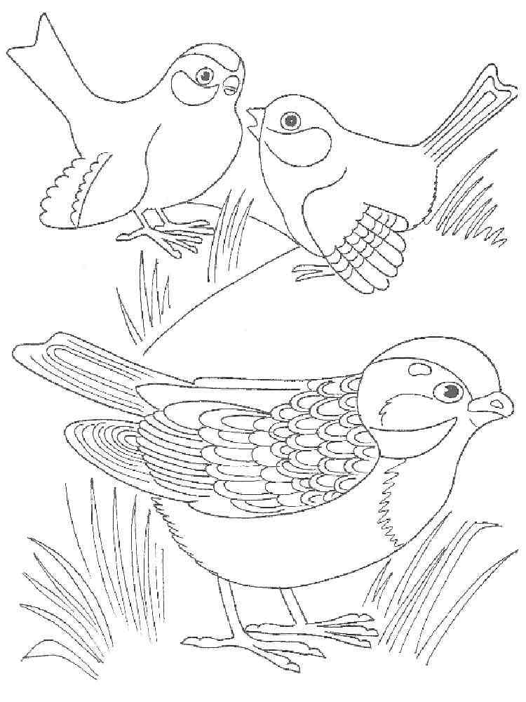 Cuckoo coloring pages. Download and print Cuckoo coloring pages