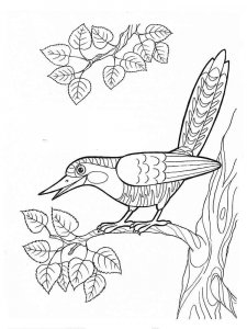 Cuckoo coloring page - picture 10