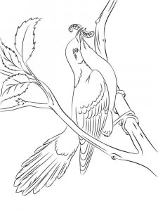 Cuckoo coloring page - picture 11