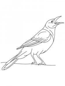 Cuckoo coloring page - picture 12